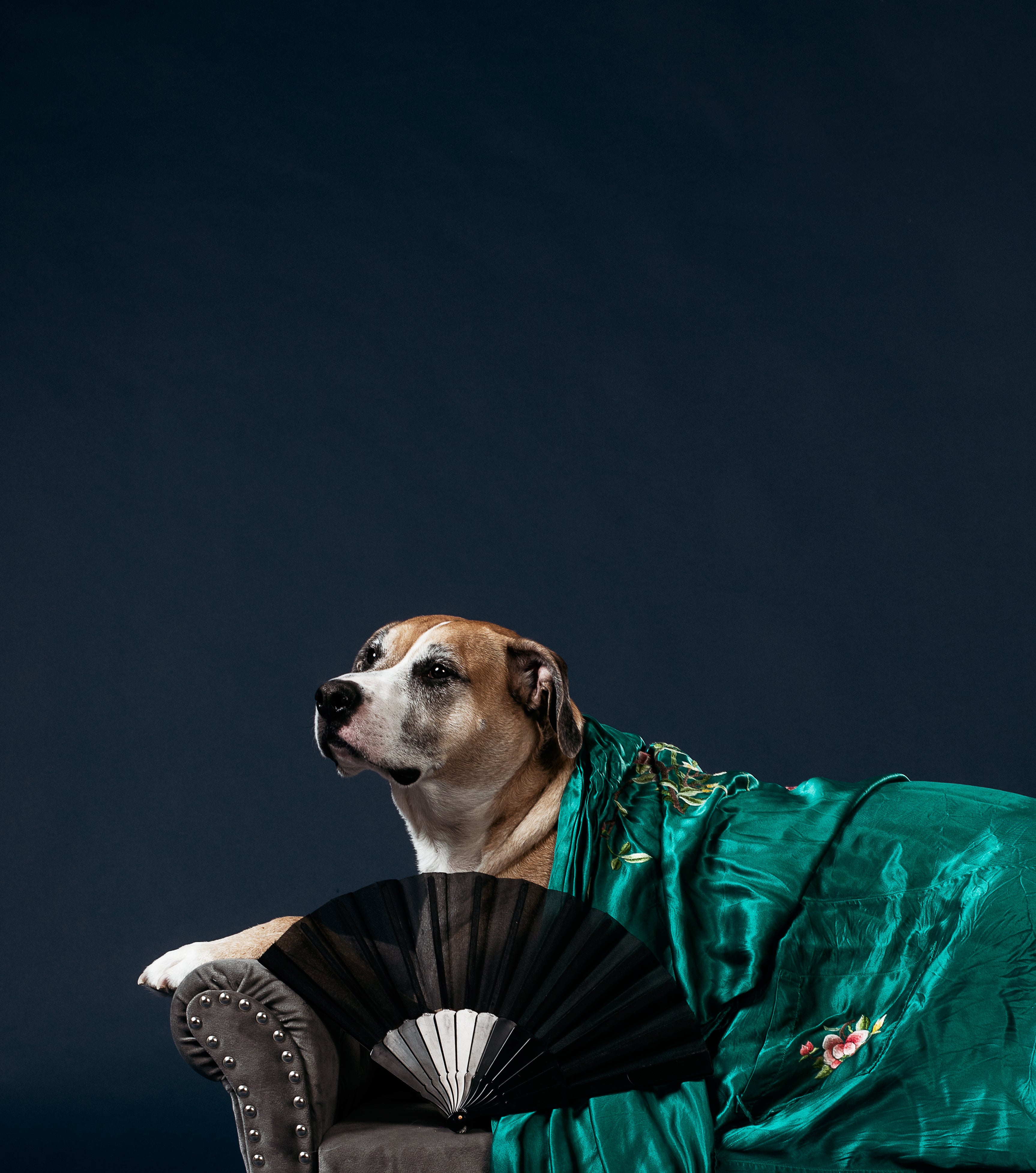 a greying tan pooch on a chaise longue