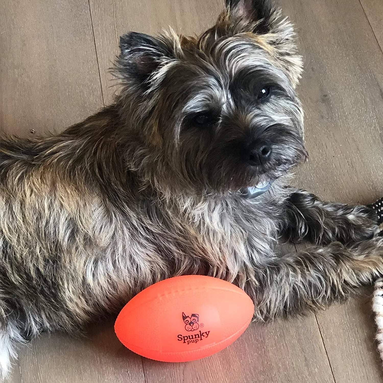 Squeak & Glow Football Dog Toy